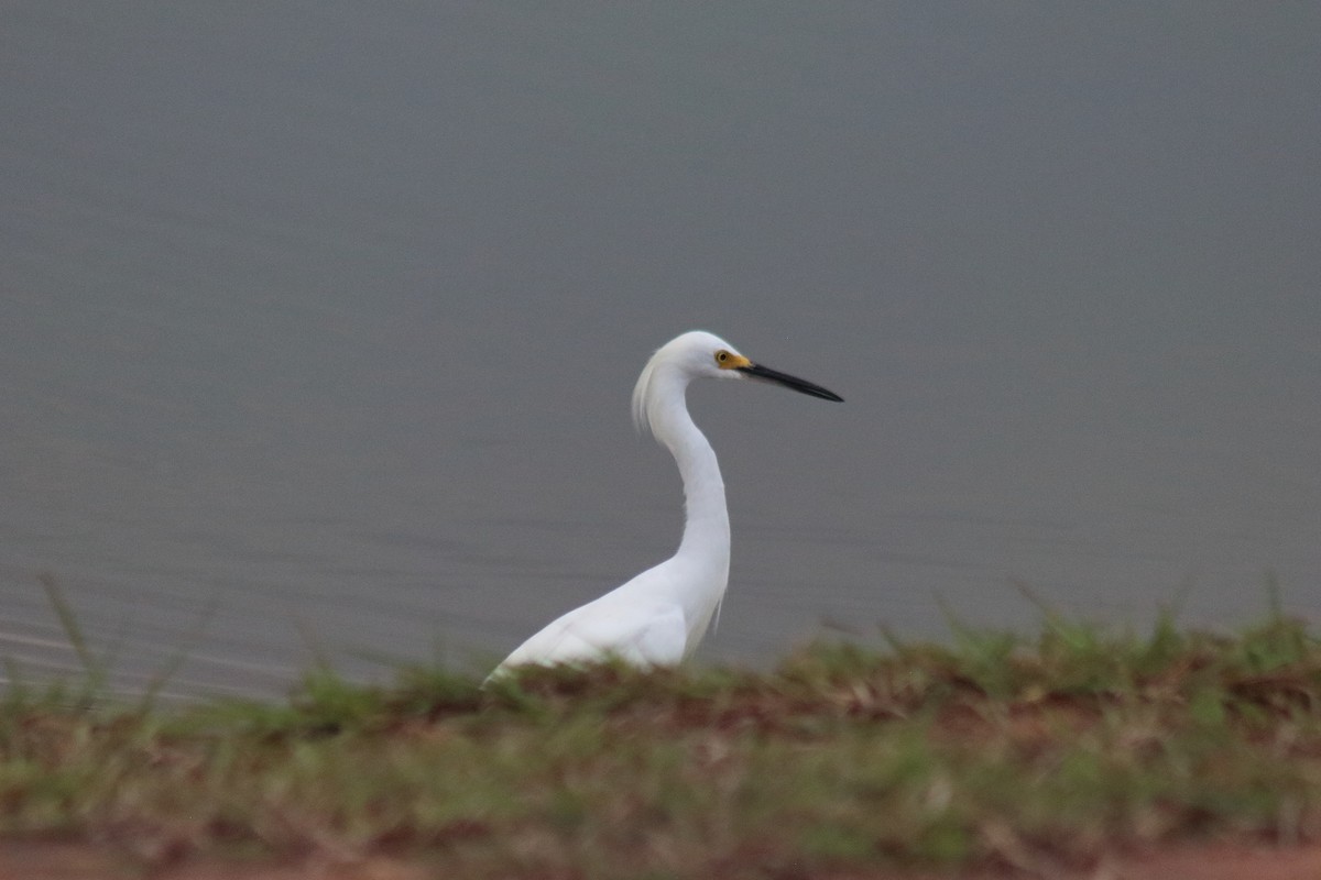 Snowy Egret - ML640061848