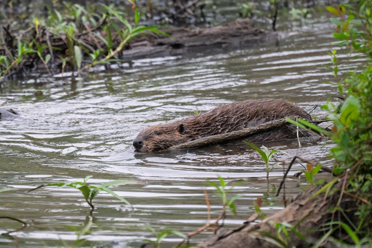 Animals - ML640061898