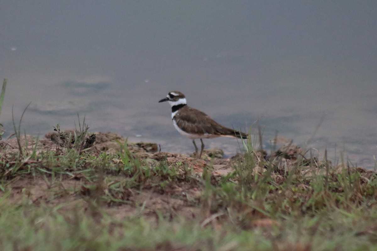 Killdeer - ML640061943
