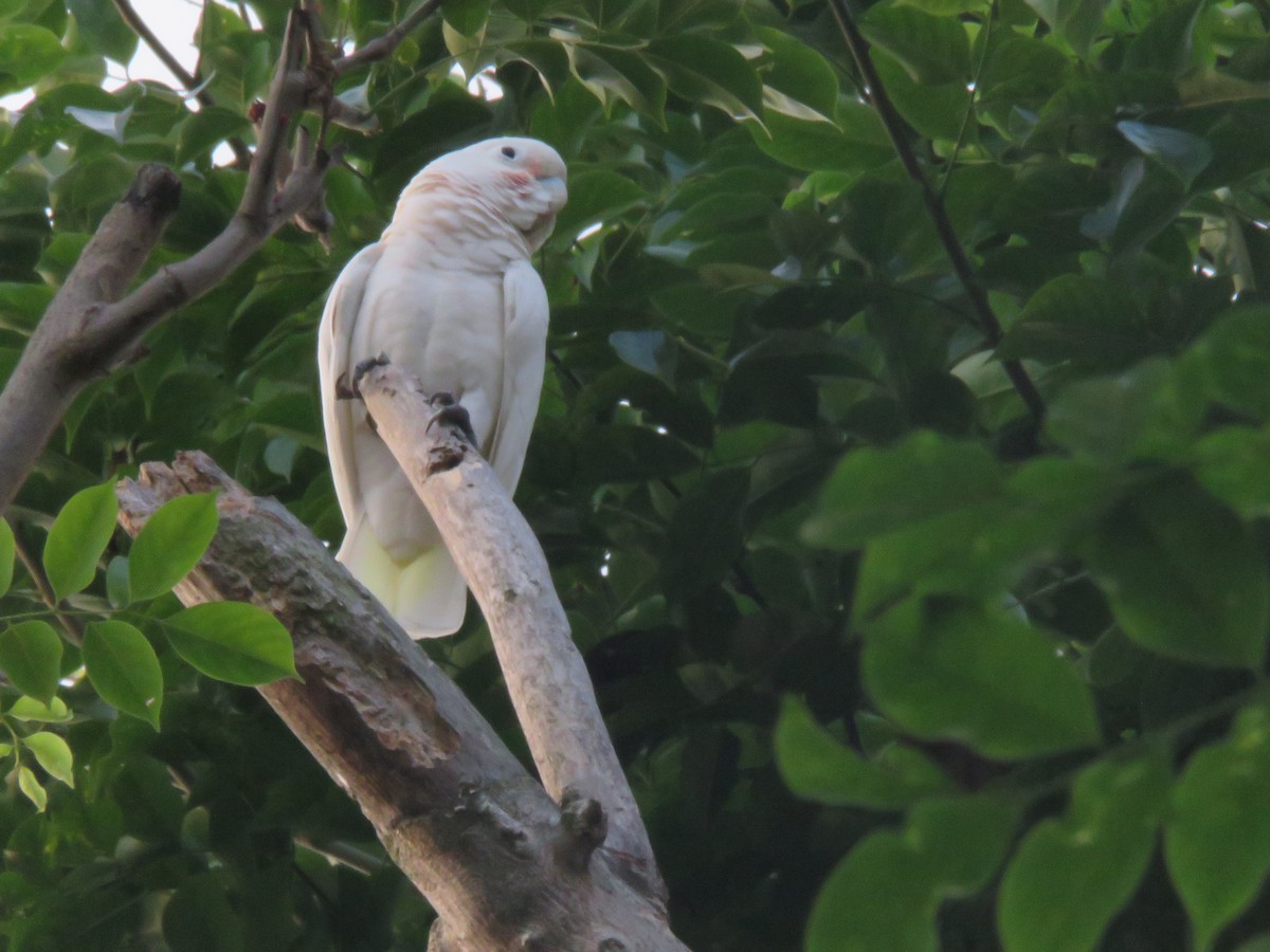 Tanimbar Corella - ML640061945