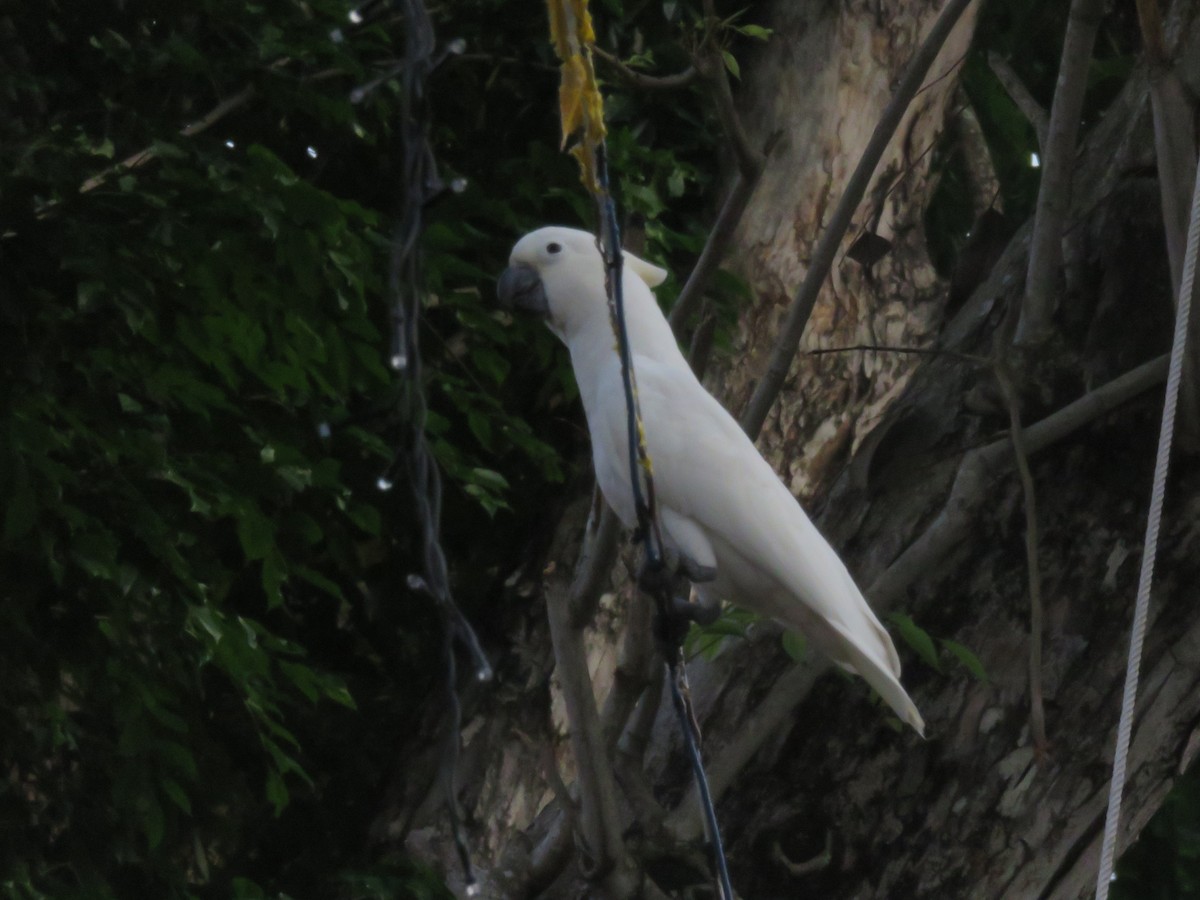 Yellow-crested Cockatoo - ML640061954