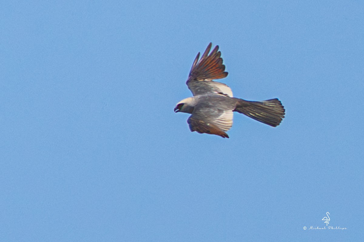 Mississippi Kite - ML640062047