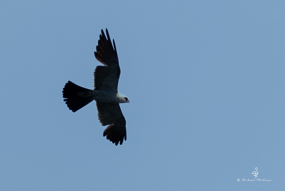Mississippi Kite - ML640062048