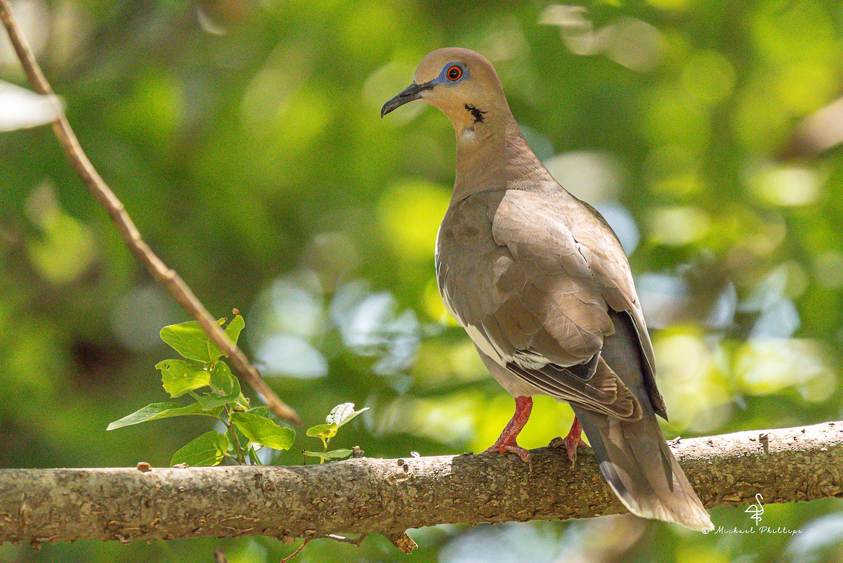 White-winged Dove - ML640062049