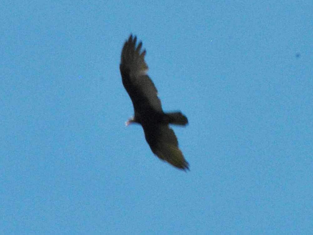Turkey Vulture - ML640062117