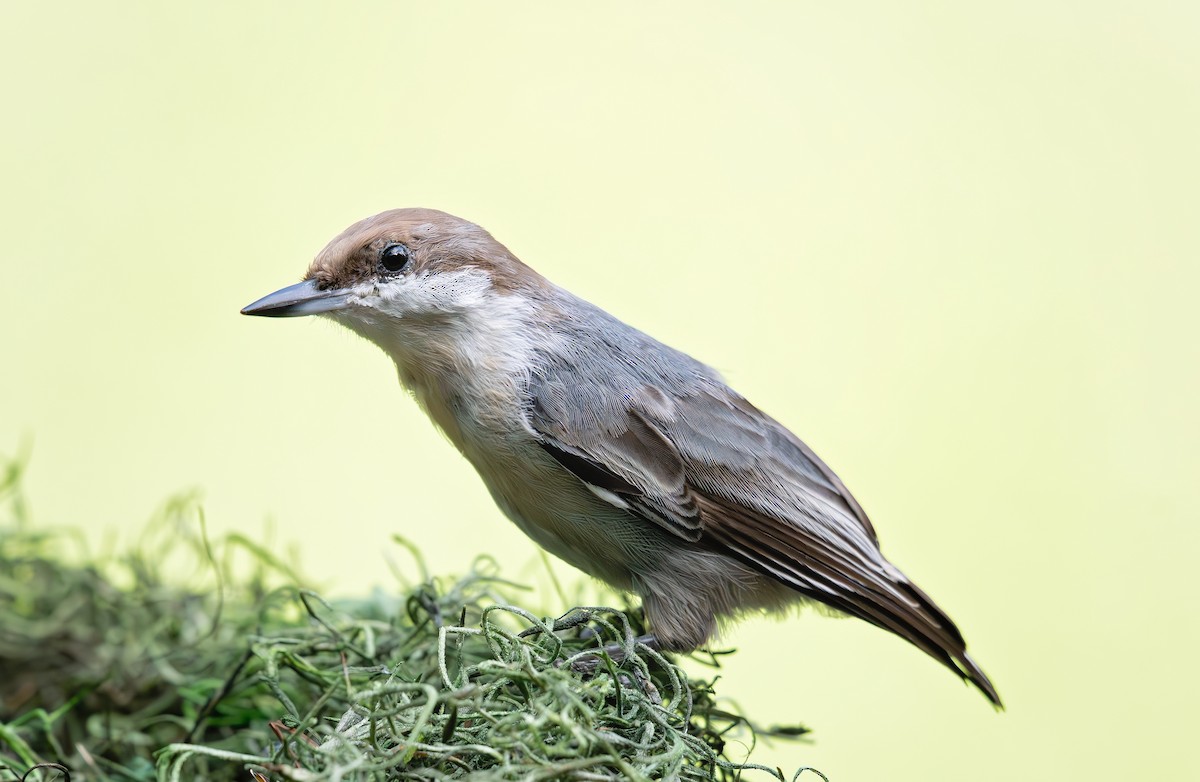 Brown-headed Nuthatch - ML640062322