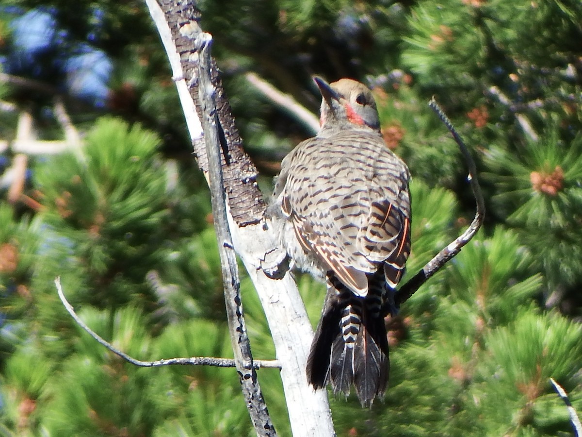 Northern Flicker - ML640062362