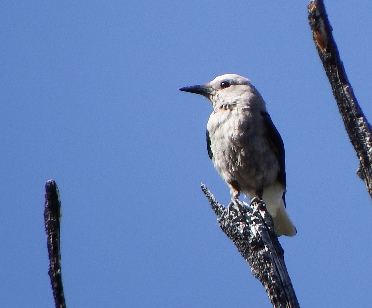 Clark's Nutcracker - ML640062373