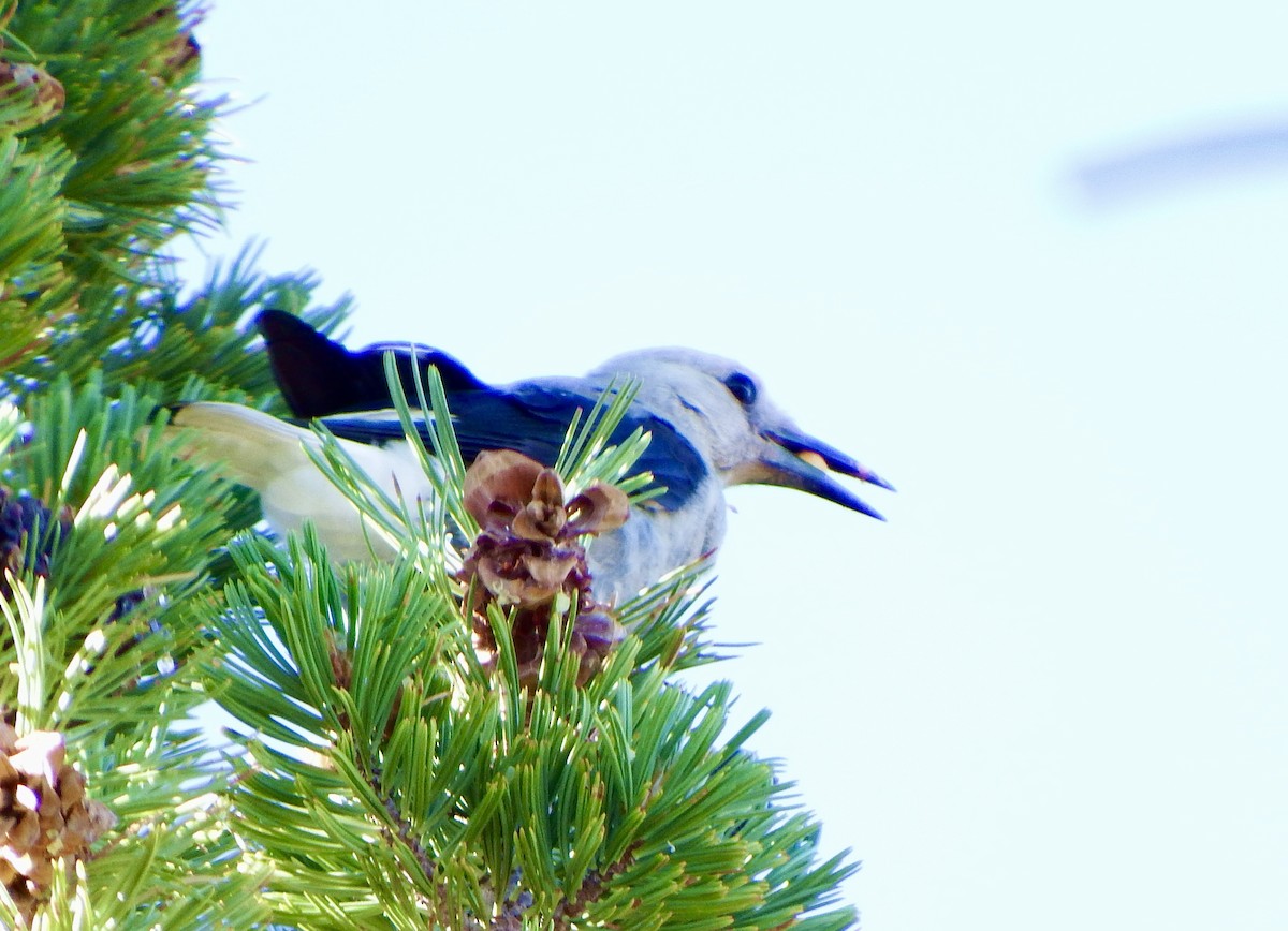 Clark's Nutcracker - ML640062374