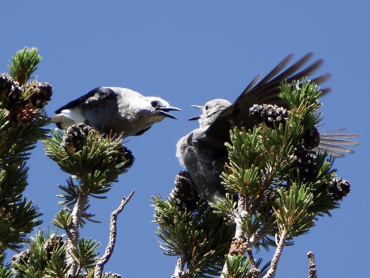 Clark's Nutcracker - ML640062375