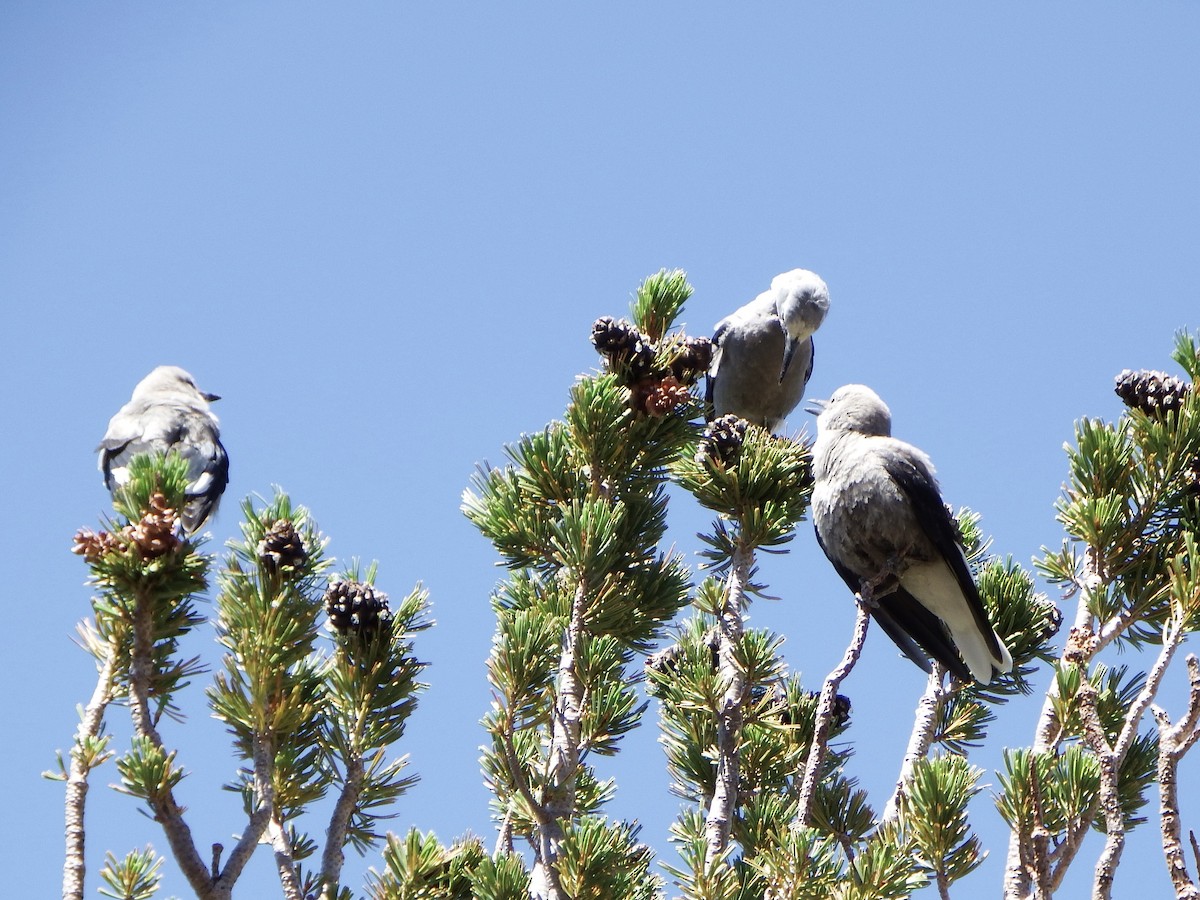 Clark's Nutcracker - ML640062376