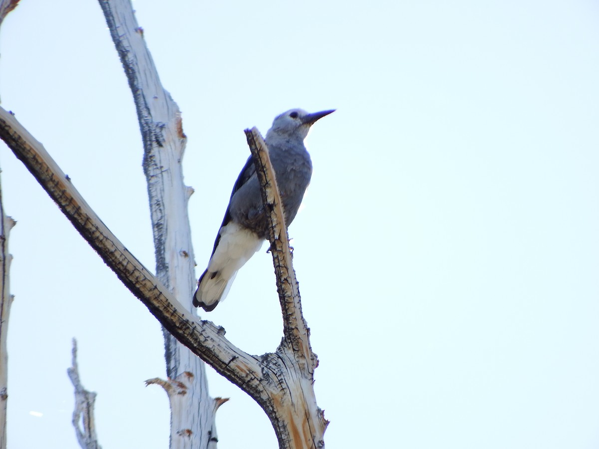 Clark's Nutcracker - ML640062377