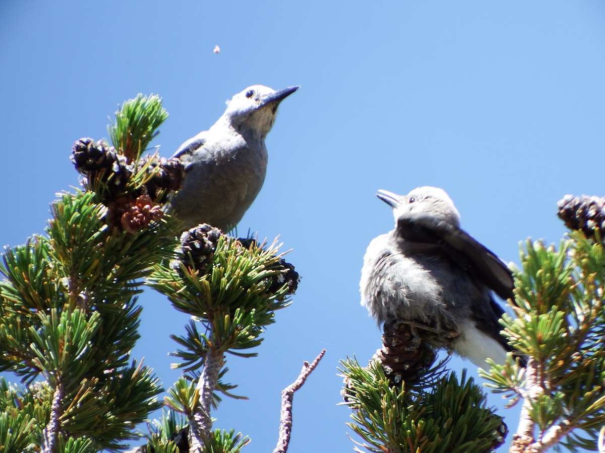 Clark's Nutcracker - ML640062378