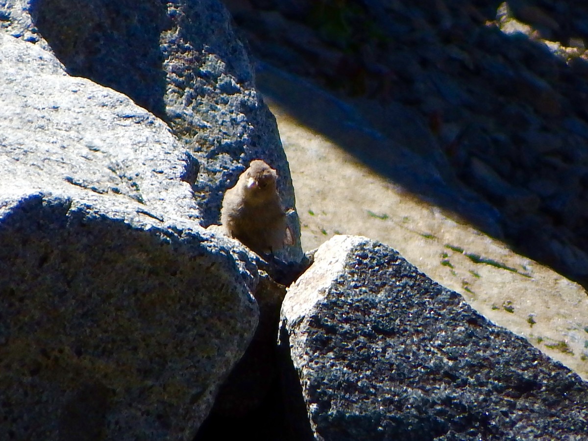 Gray-crowned Rosy-Finch - ML640062400