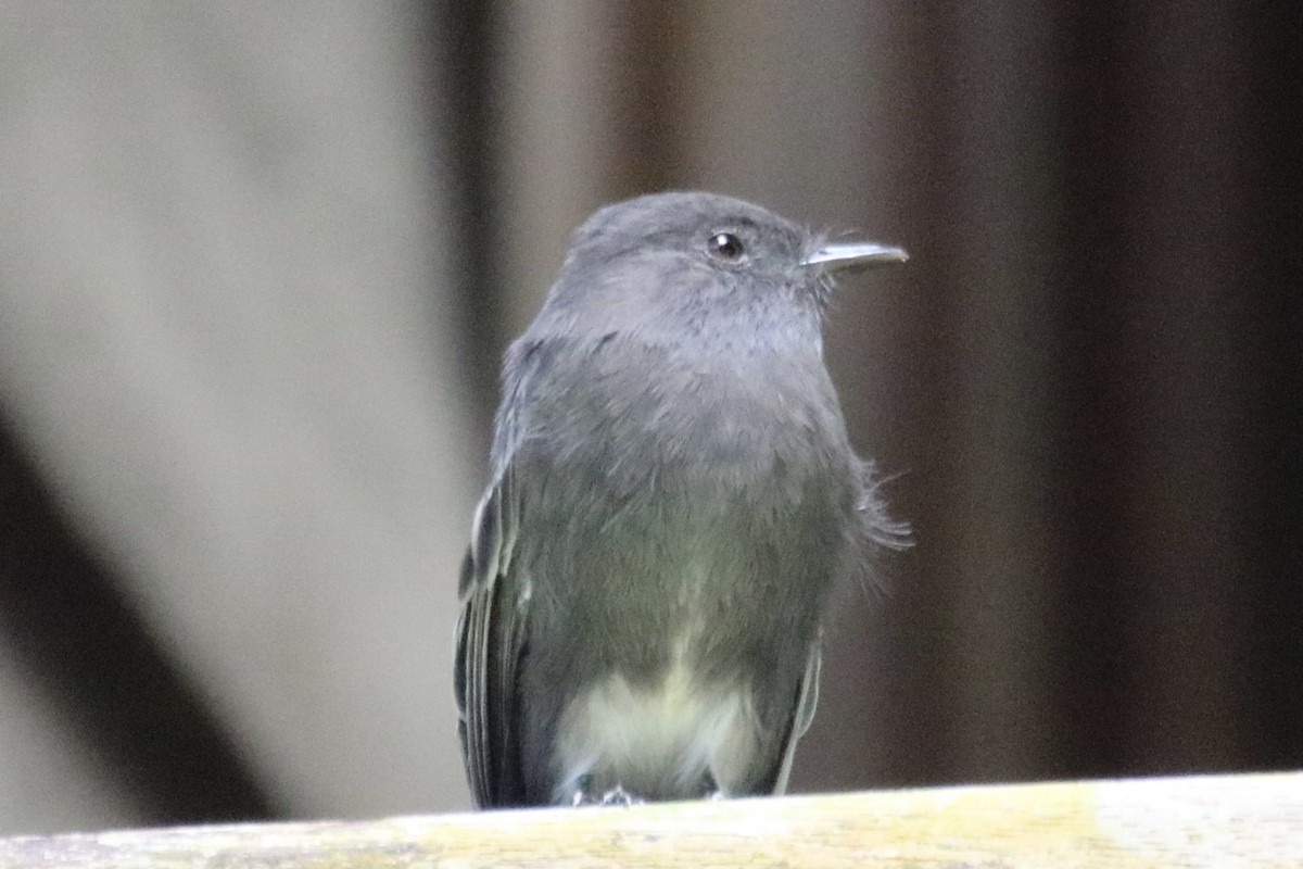 Black Phoebe - ML640062462