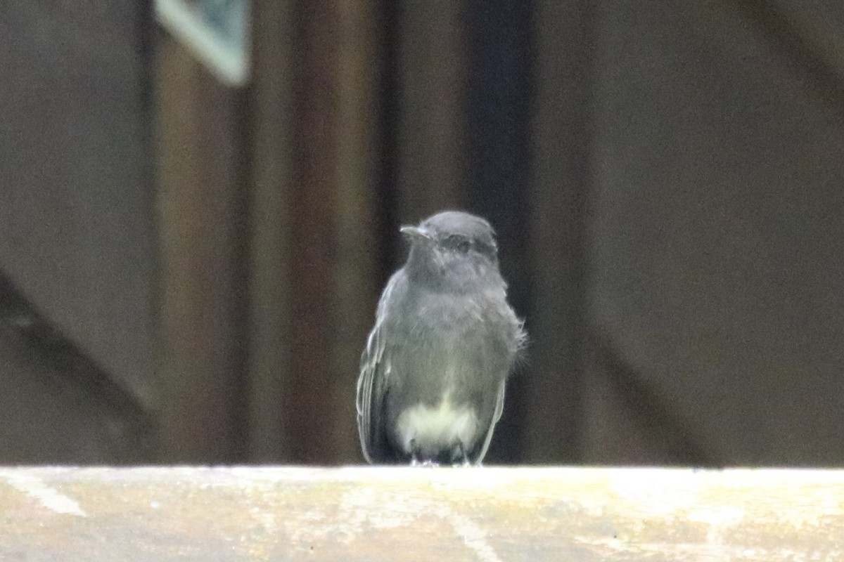 Black Phoebe - ML640062463