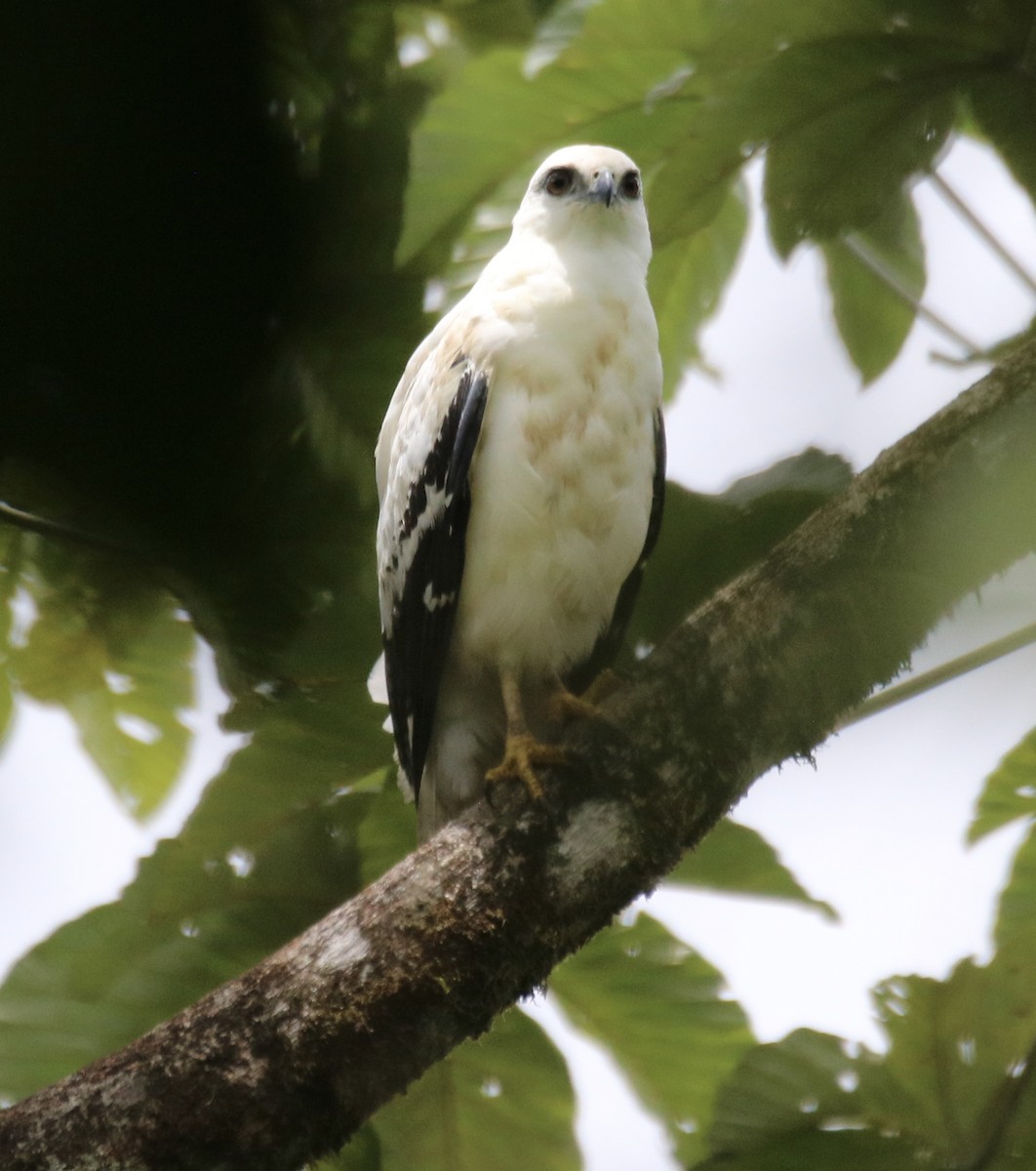 White Hawk - ML640062499