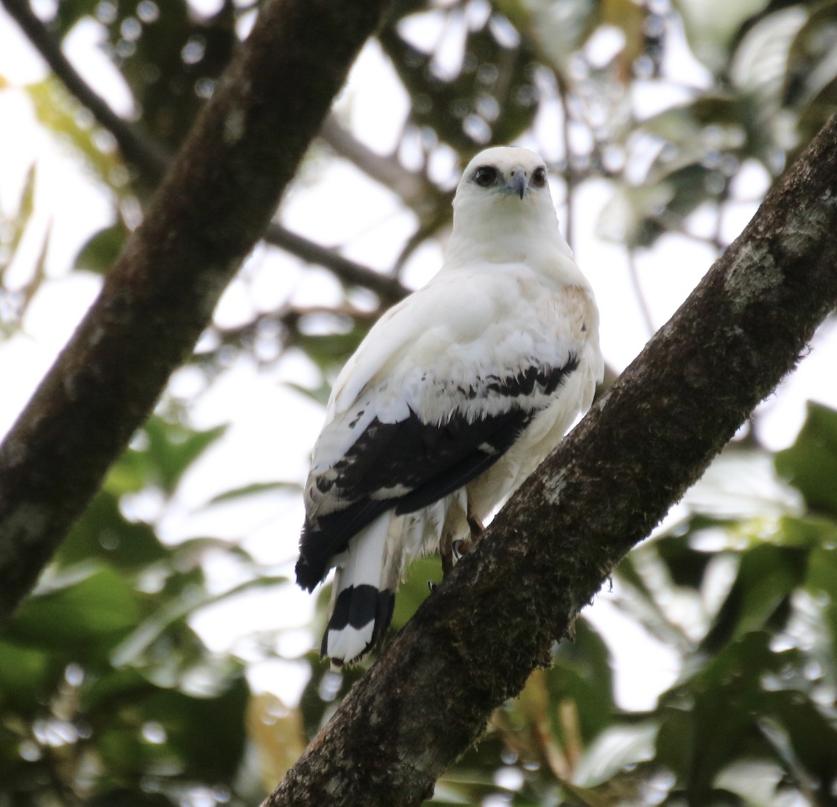 White Hawk - ML640062500