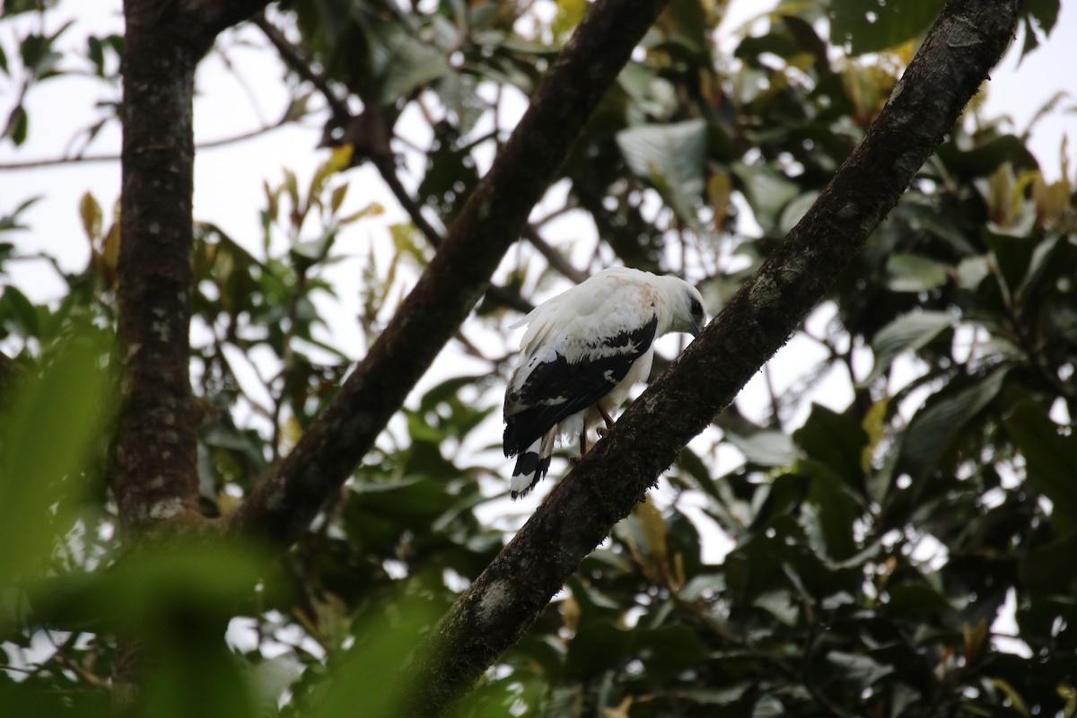 White Hawk - ML640062501