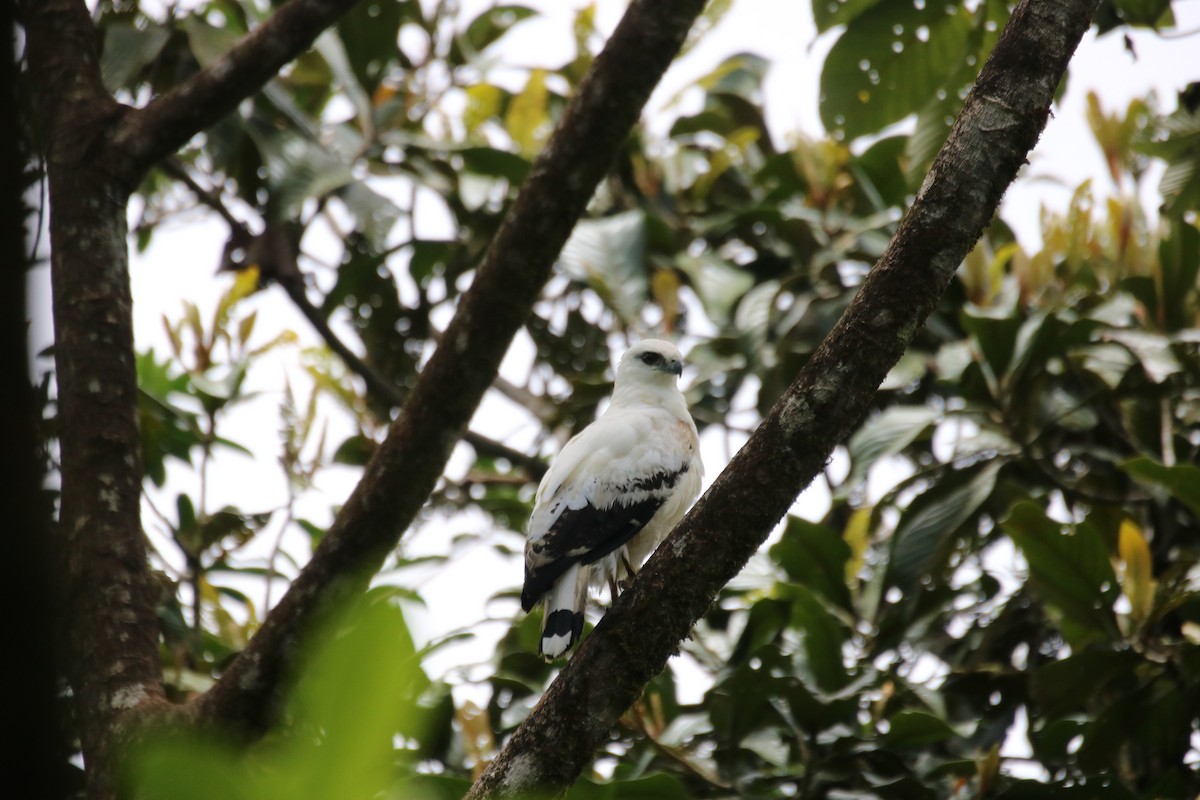White Hawk - ML640062502