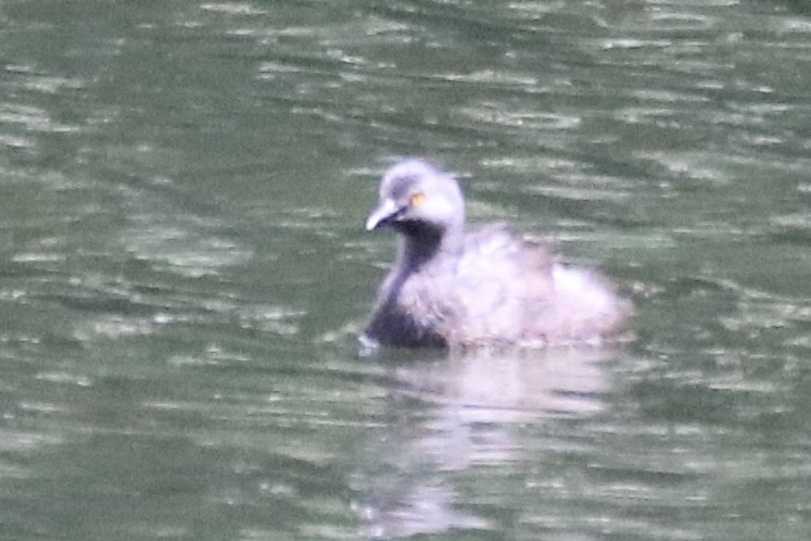 Least Grebe - ML640062524