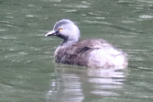 Least Grebe - ML640062525