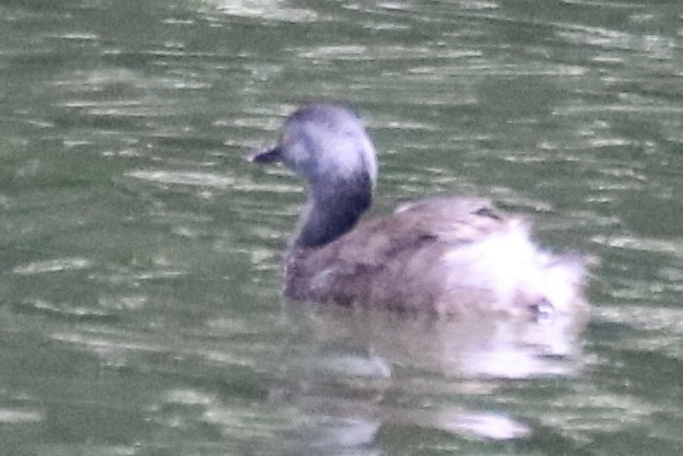 Least Grebe - ML640062526