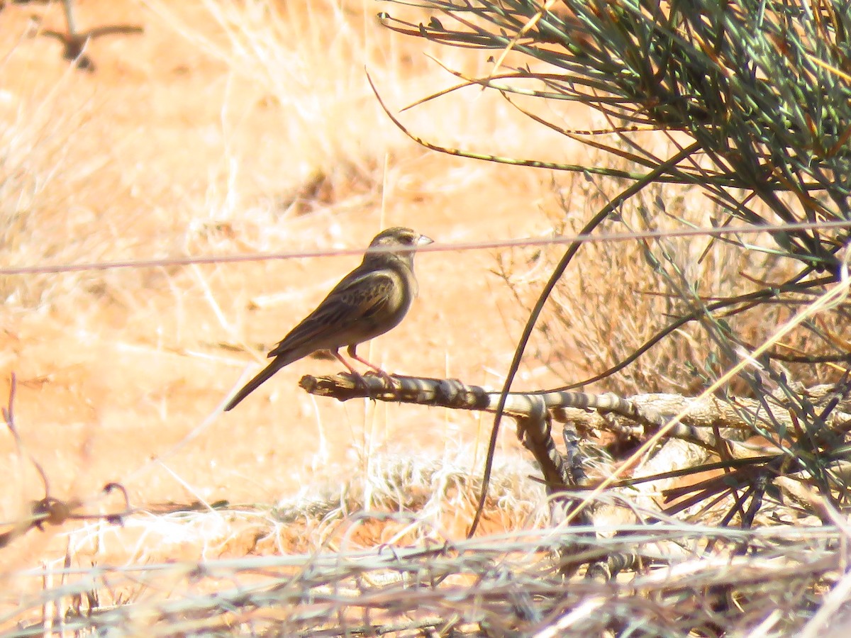 Lark-like Bunting - ML640062535