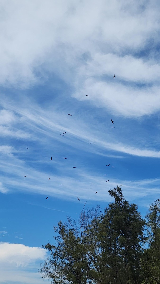 Black Kite - ML640062538