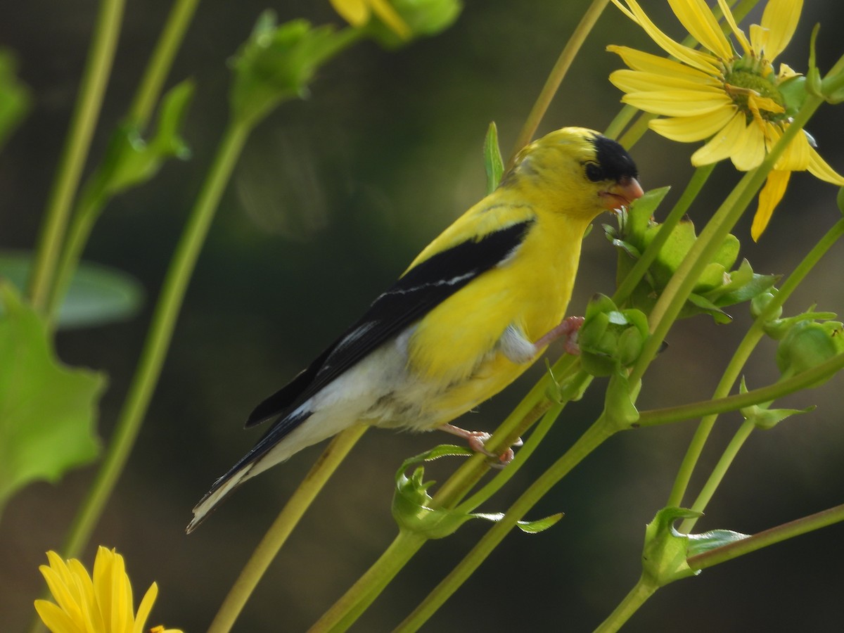 American Goldfinch - ML640062705