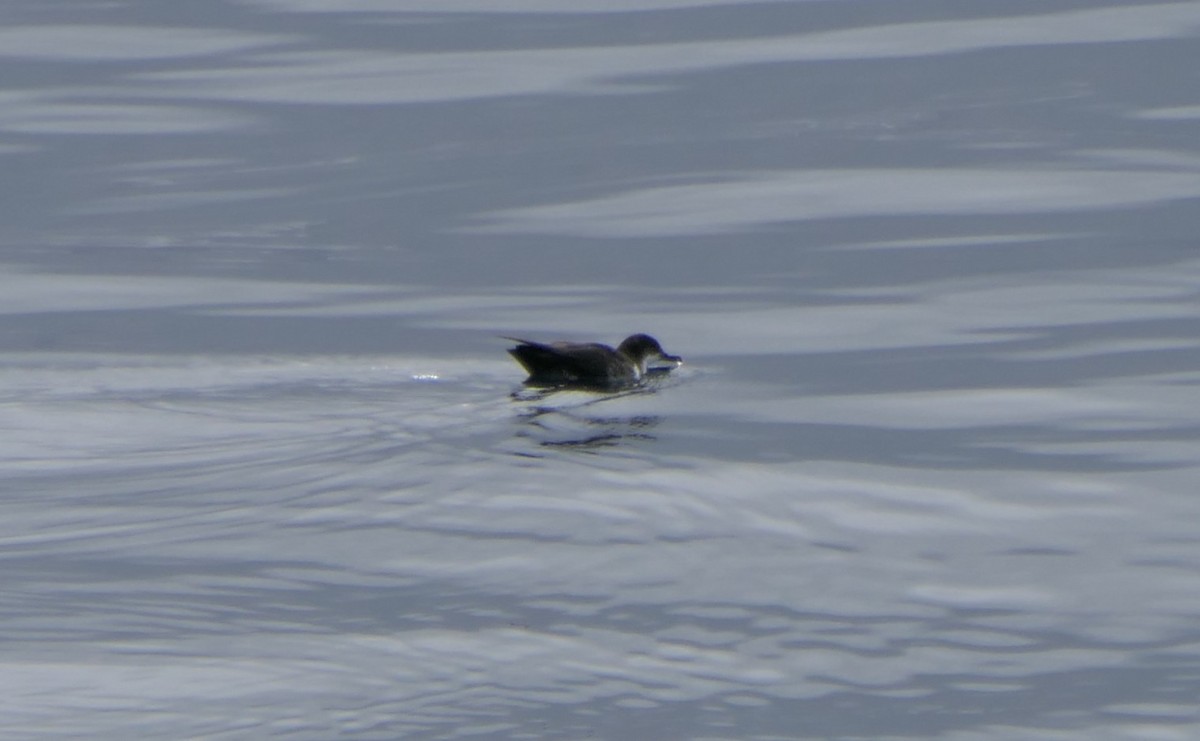 Galapagos Shearwater (Light-winged) - ML640062761