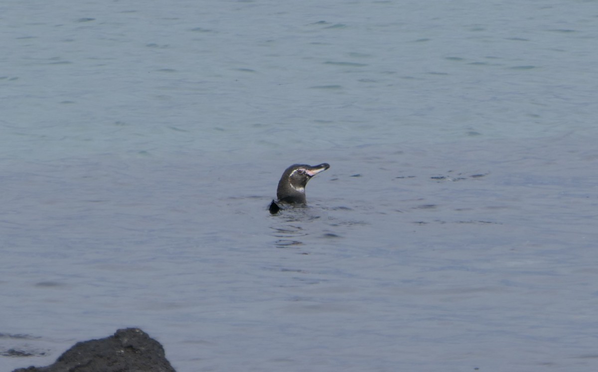 Pingüino de Galápagos - ML640062862