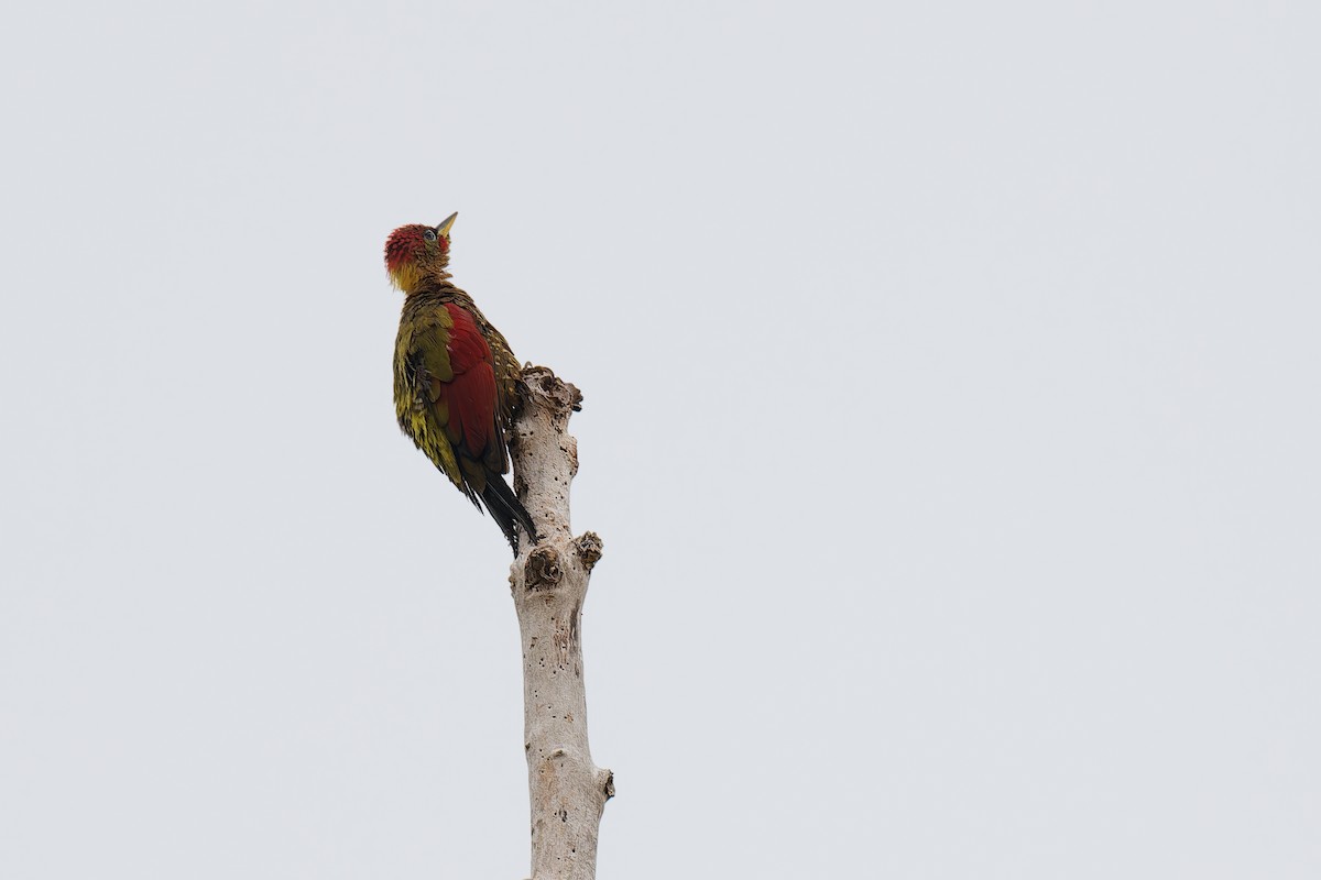 Crimson-winged Woodpecker - ML640062881