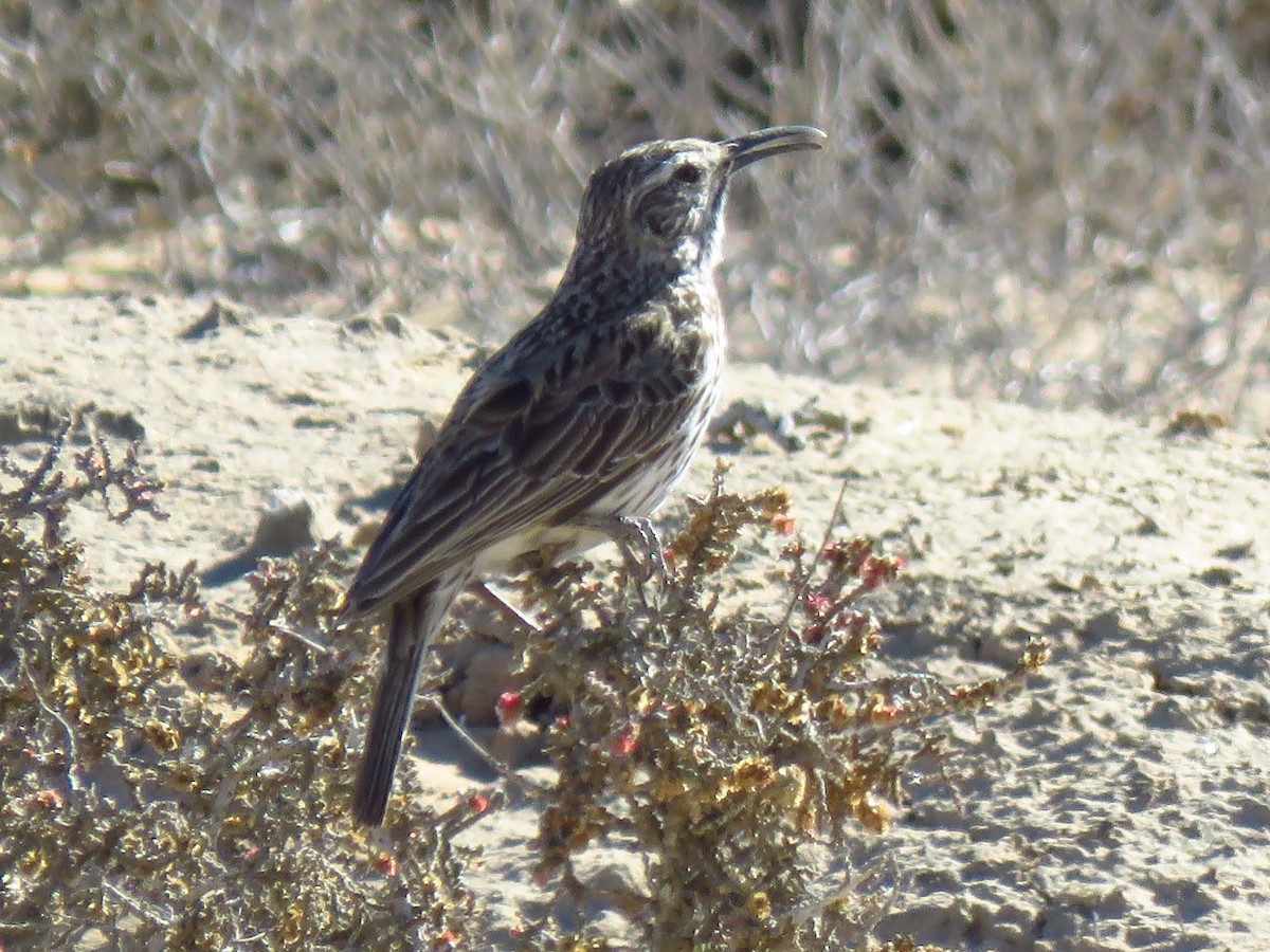 Cape Long-billed Lark (Cape) - ML640062901