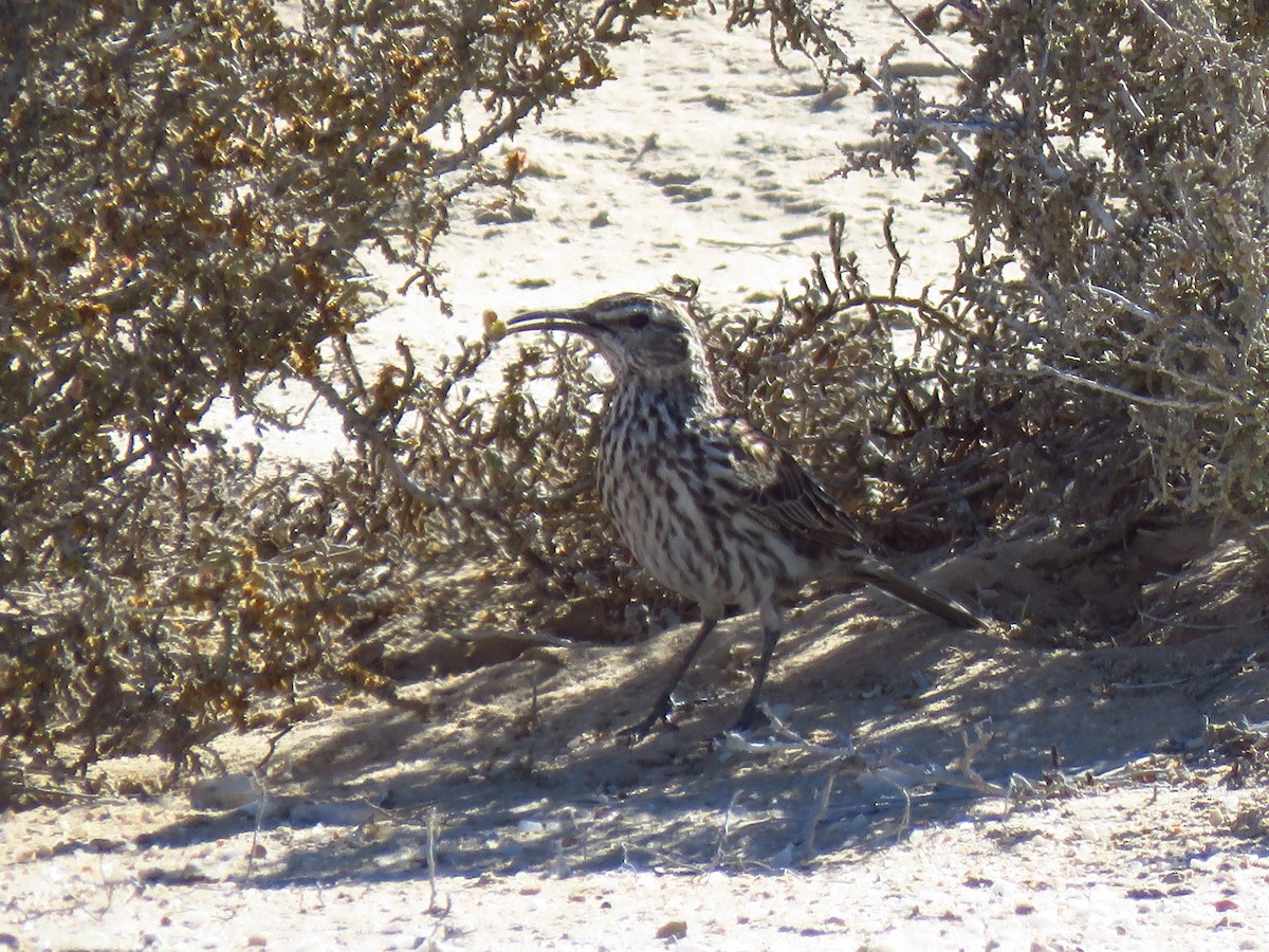 Cape Long-billed Lark (Cape) - ML640062902