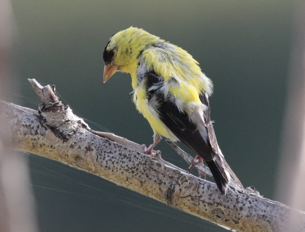 American Goldfinch - ML640062903