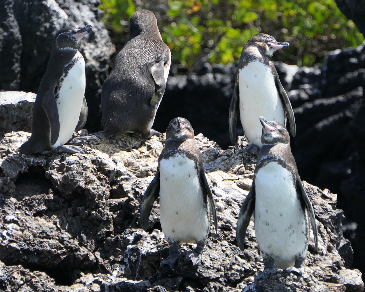 Pingüino de Galápagos - ML640062917