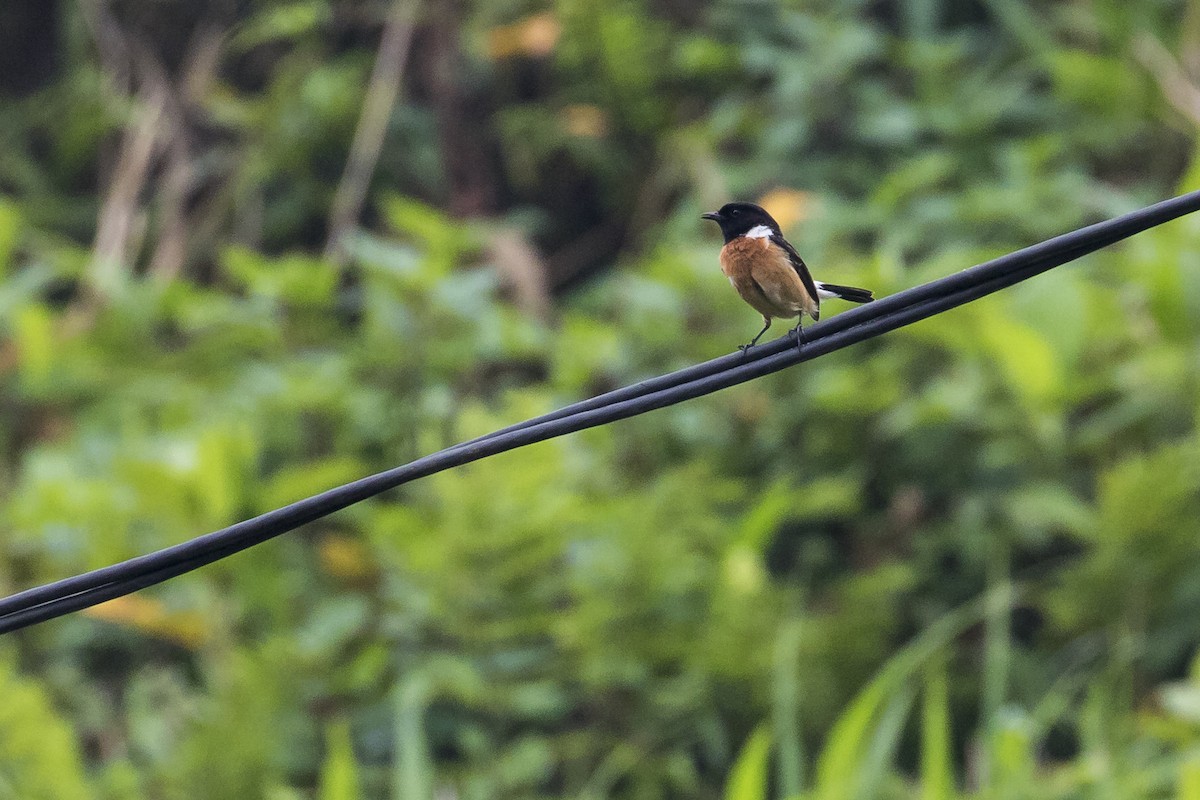 Amur Stonechat - ML640062941