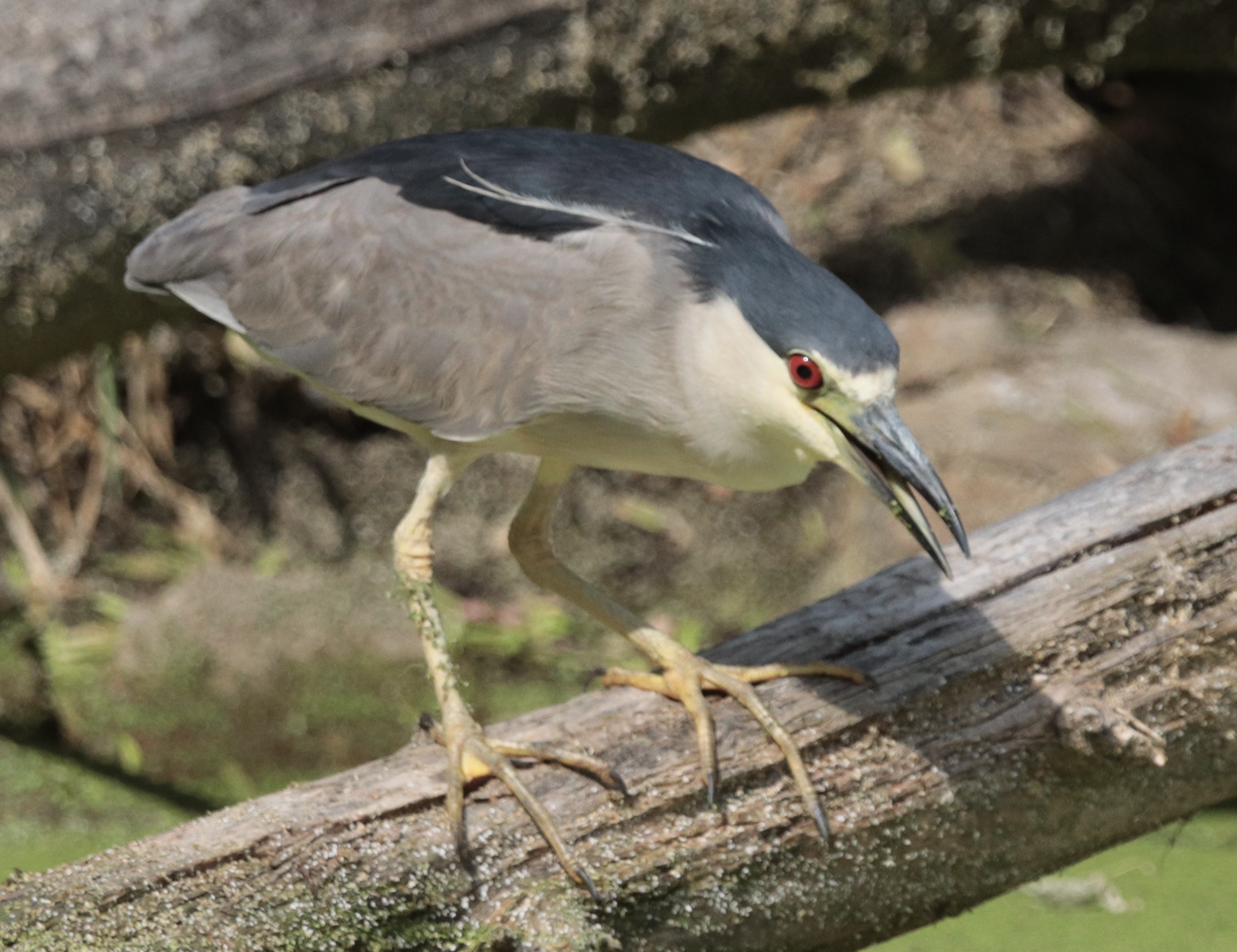 Black-crowned Night Heron - ML640062943