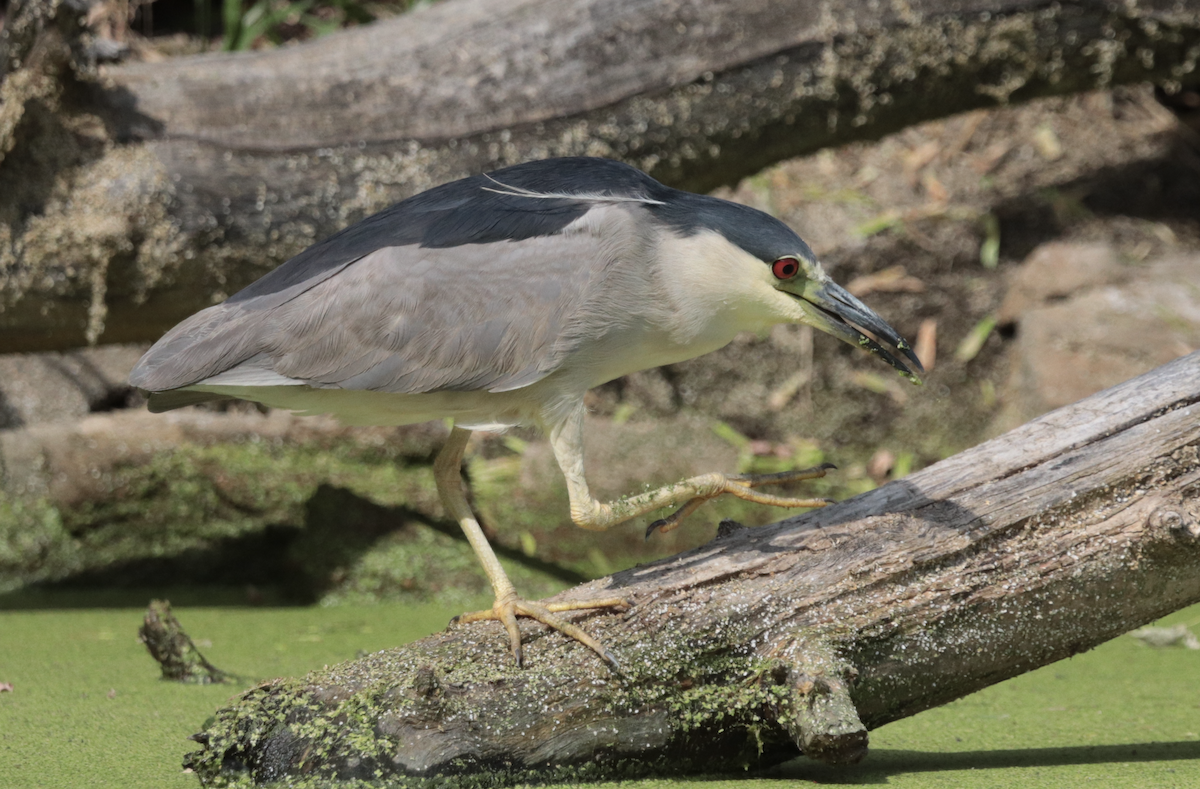 Black-crowned Night Heron - ML640062949