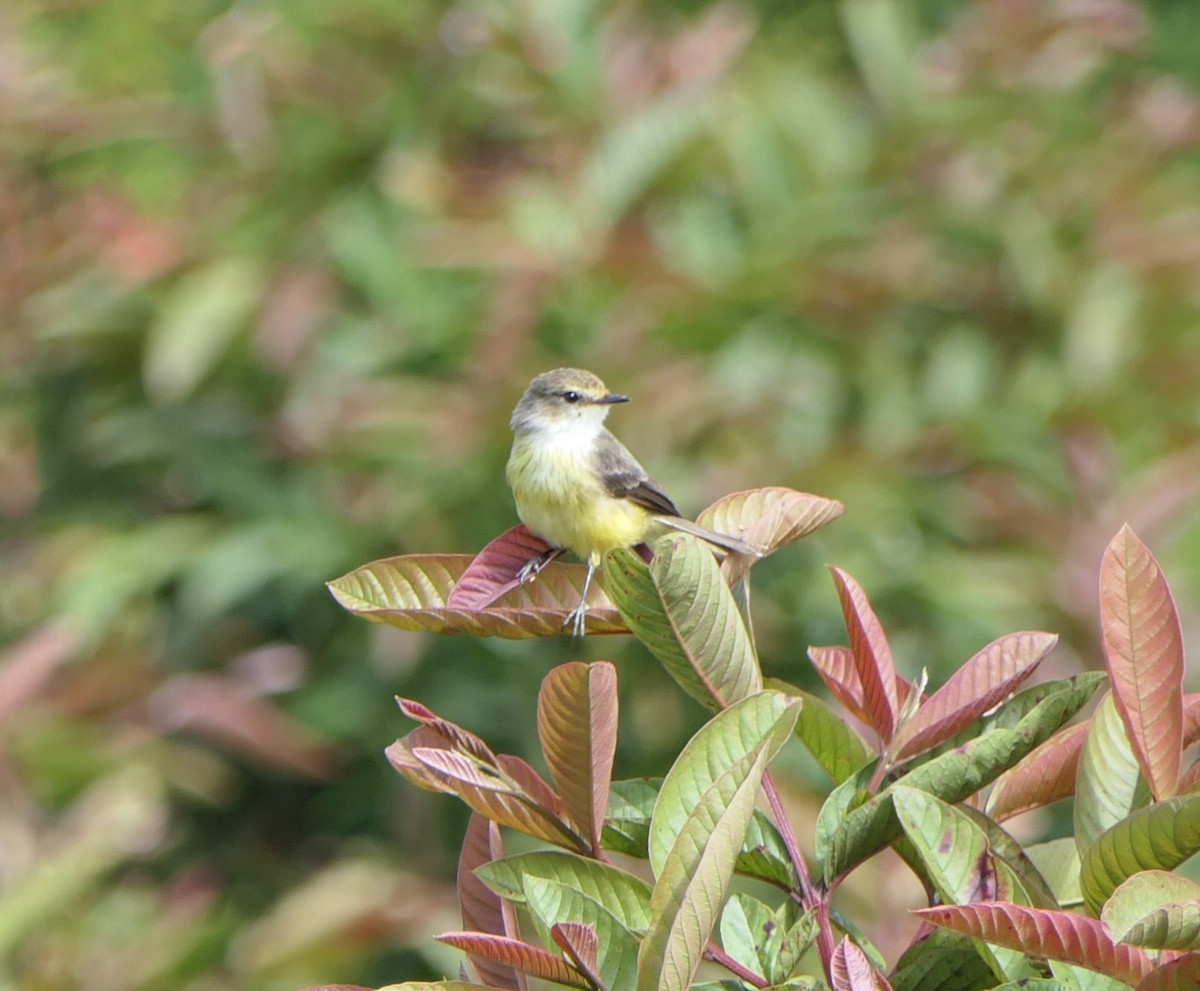 Brujo Flycatcher (Galapagos) - ML640062950