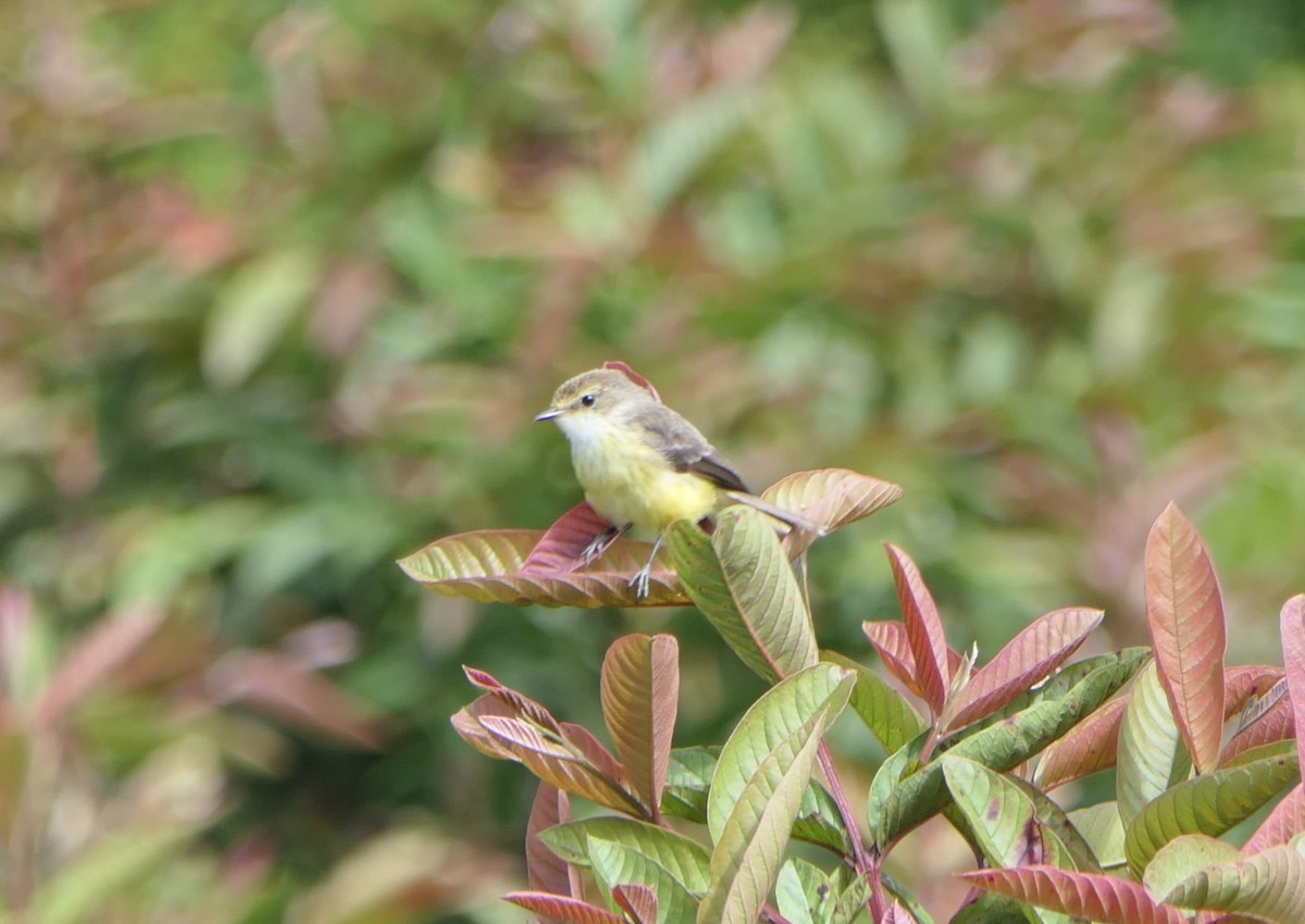 Brujo Flycatcher (Galapagos) - ML640062953