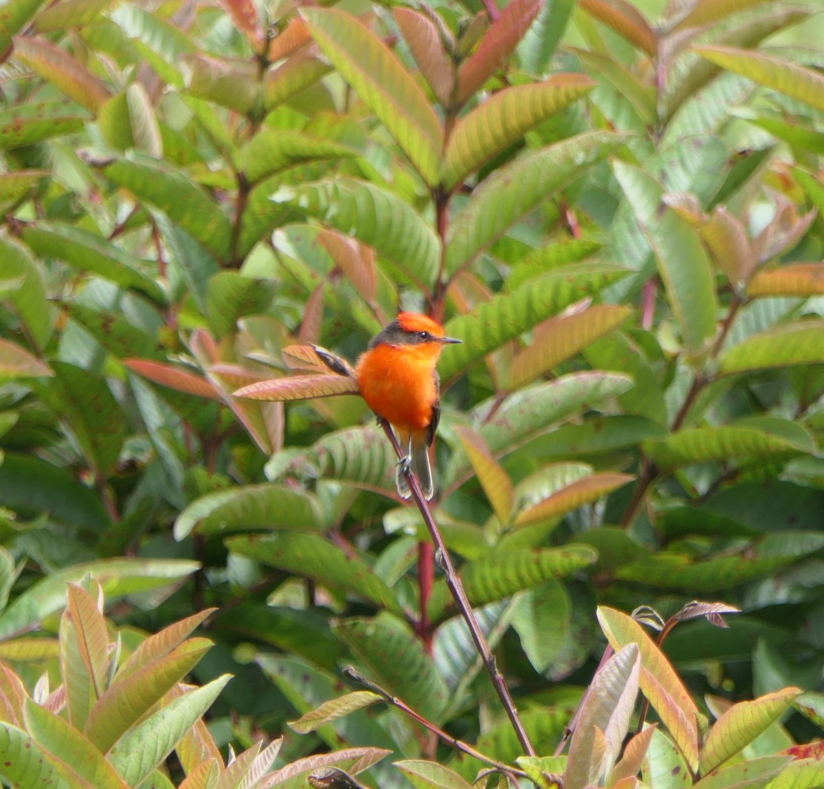 Brujo Flycatcher (Galapagos) - ML640062954