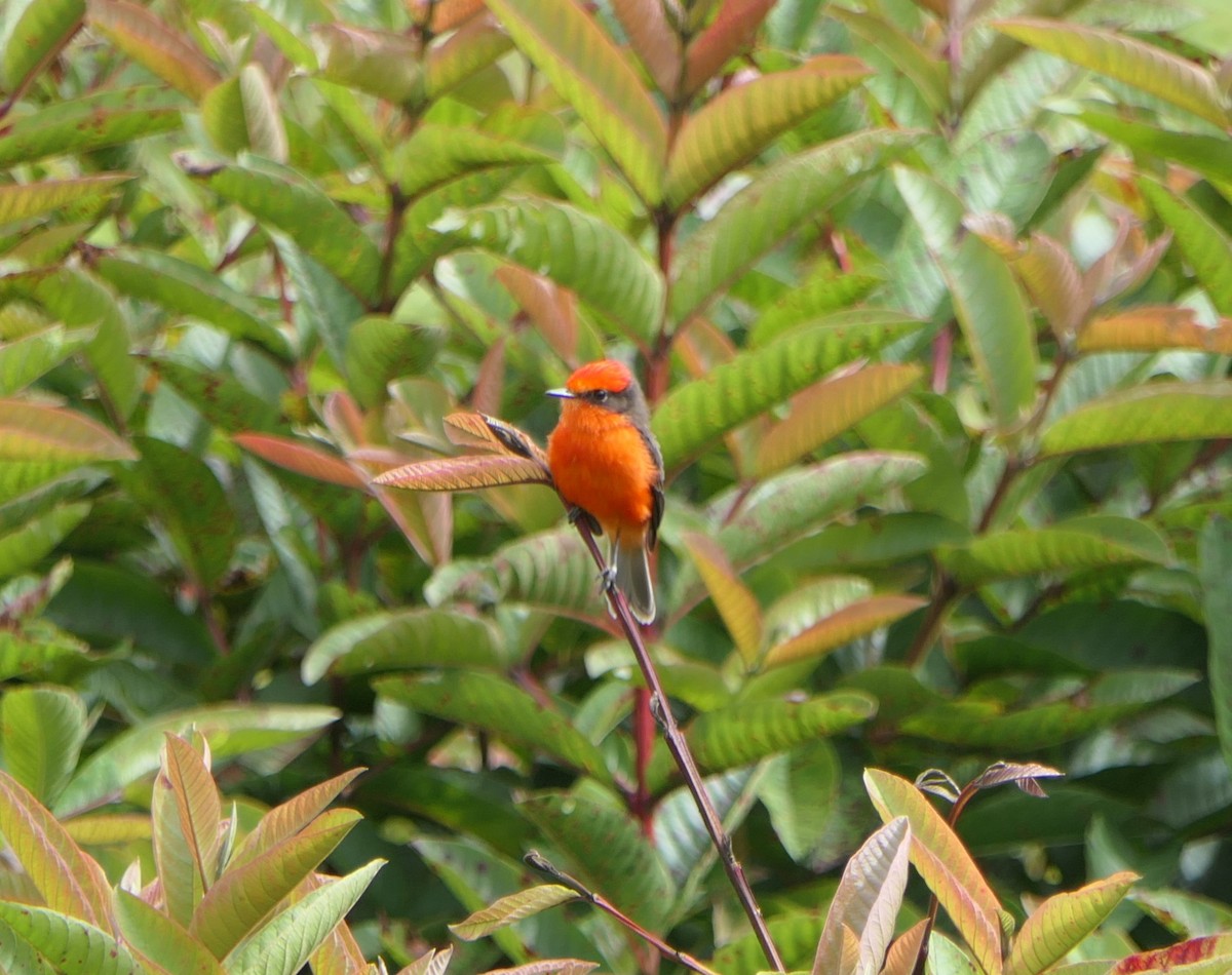 Brujo Flycatcher (Galapagos) - ML640062955