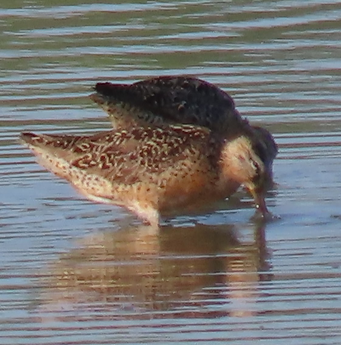 Short-billed Dowitcher - ML640062960