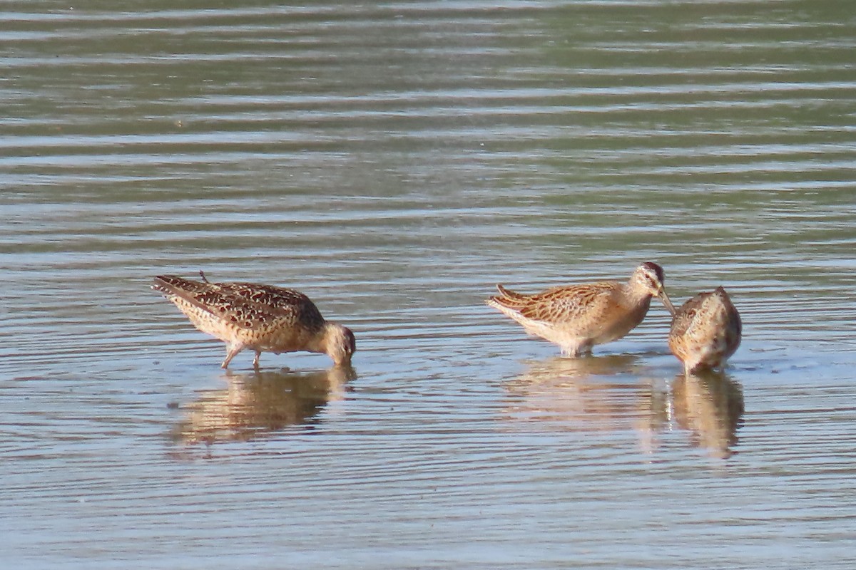 Short-billed Dowitcher - ML640062961