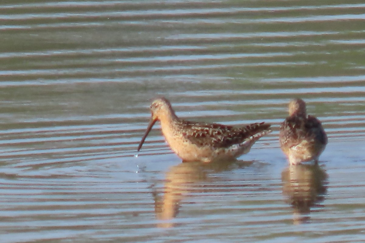 Short-billed Dowitcher - ML640062962