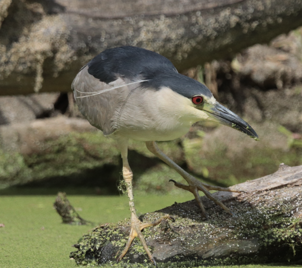 Black-crowned Night Heron - ML640062963