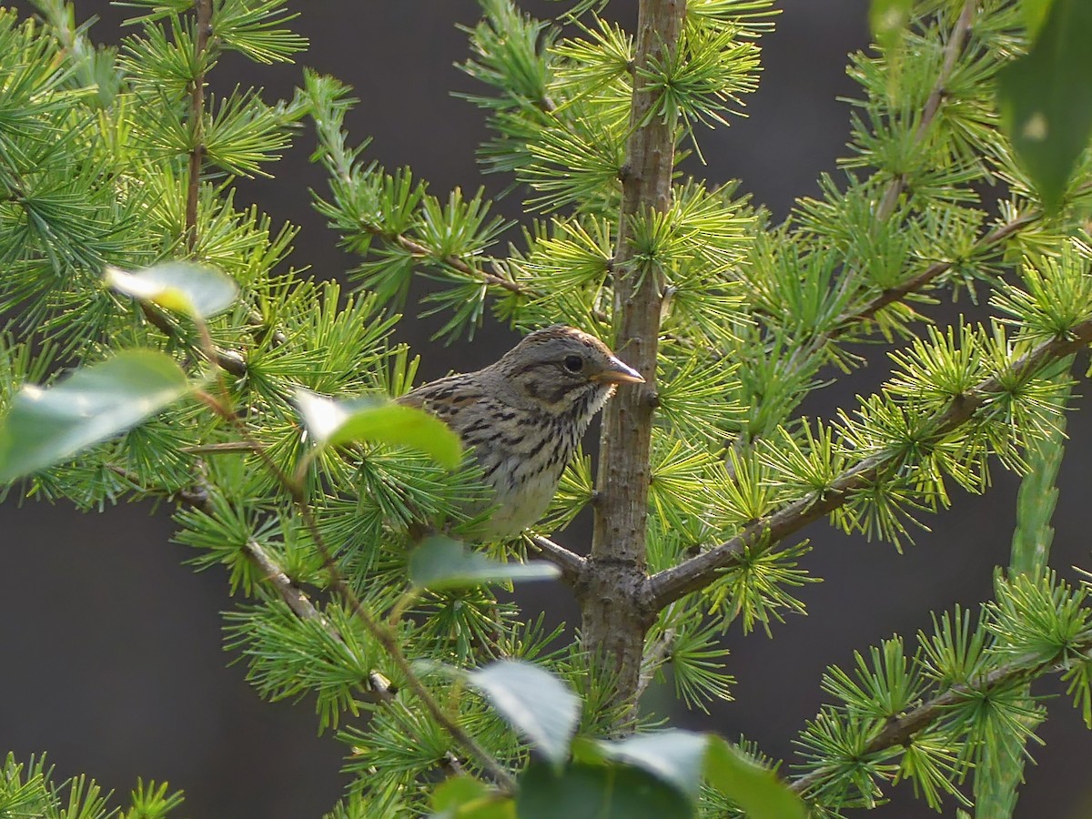 Lincoln's Sparrow - ML640063010