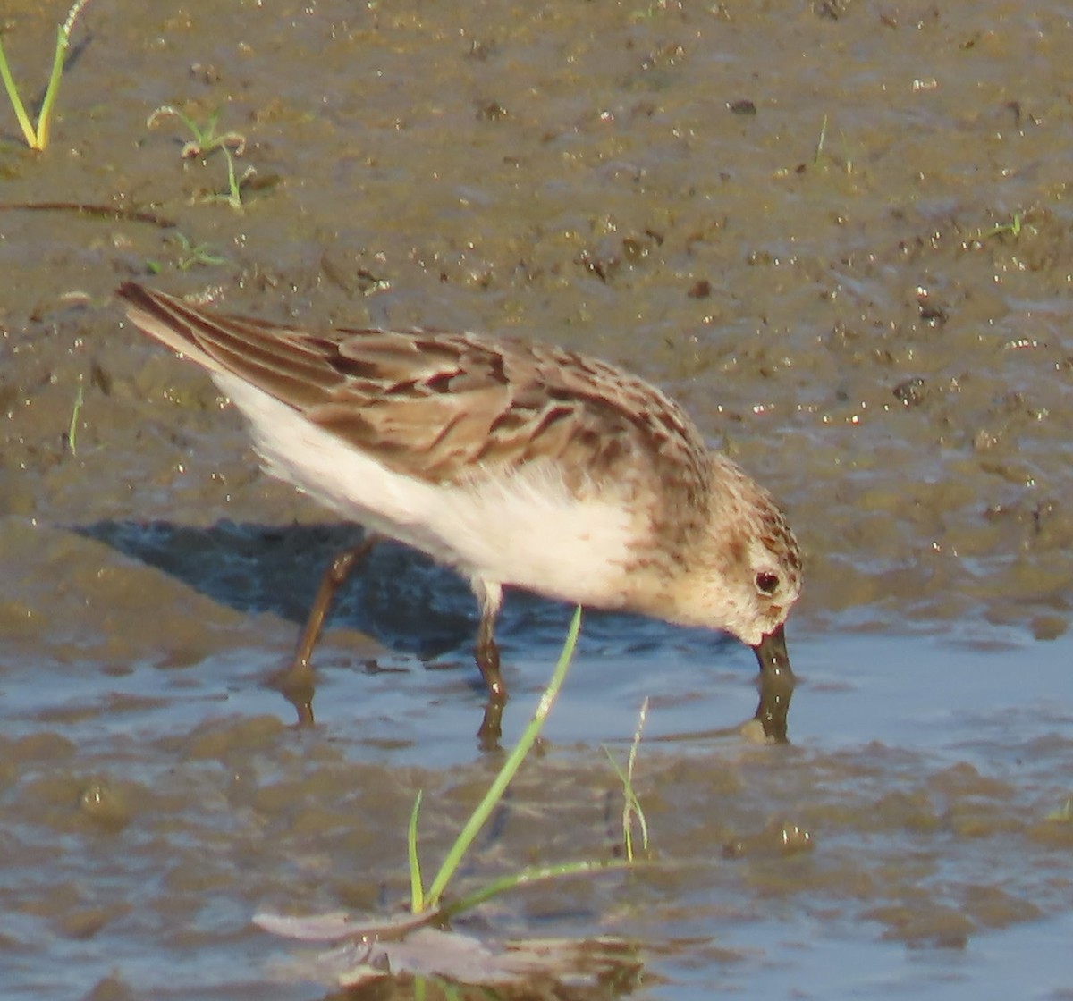 Semipalmated Sandpiper - ML640063021